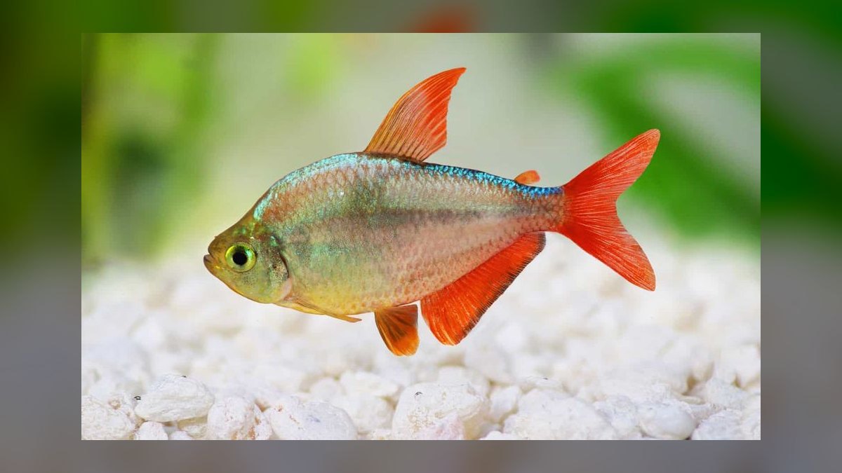 Top 10 brackish water fish 2027 — figure 8