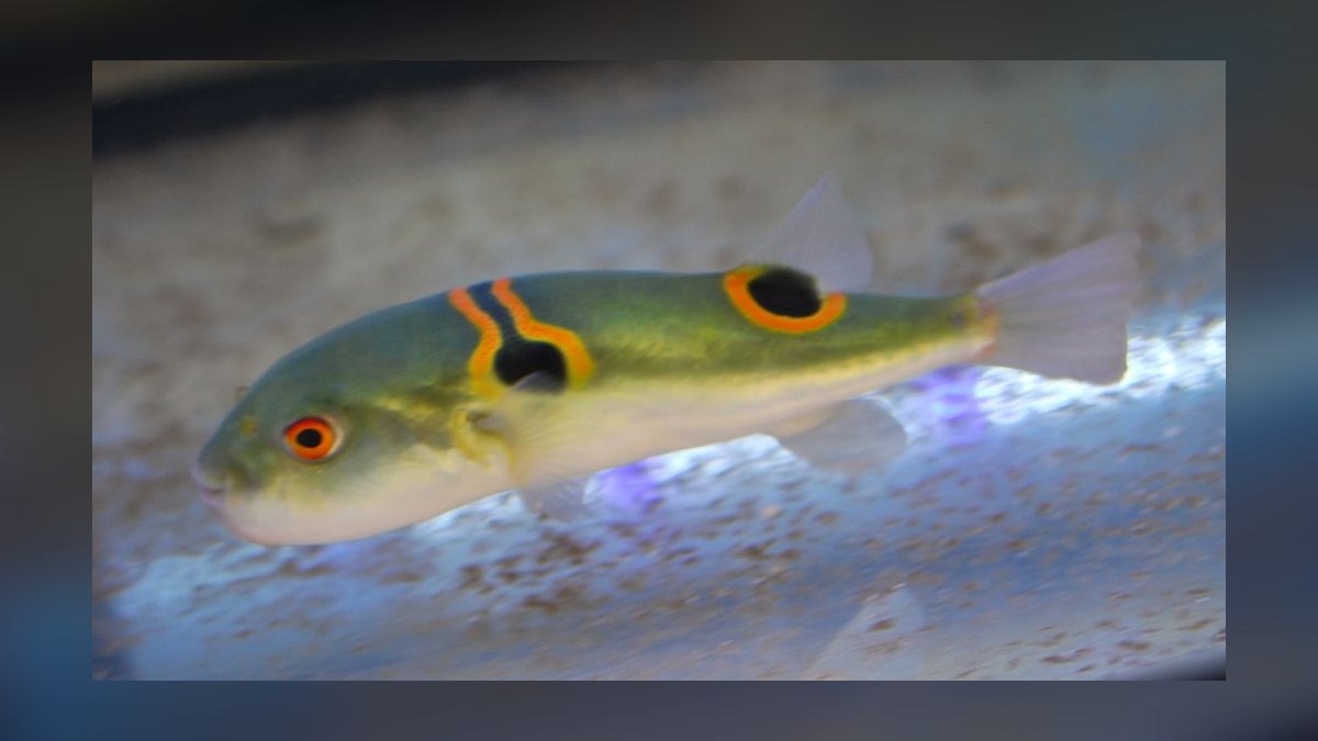 Top 10 brackish water fish 2027 — figure 9