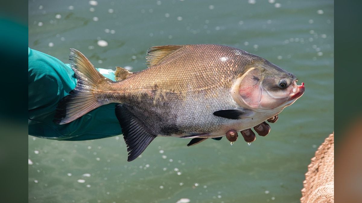 Top 10 brackish water fish 2027