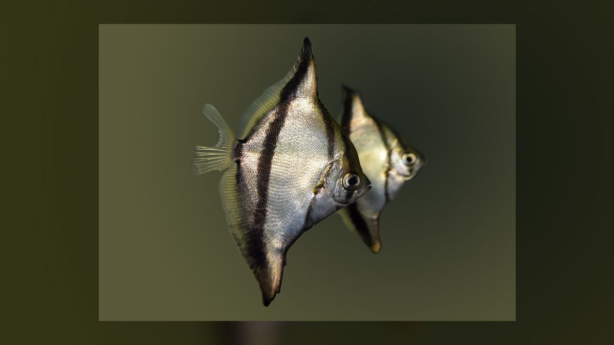 Top 10 brackish water fish 2027