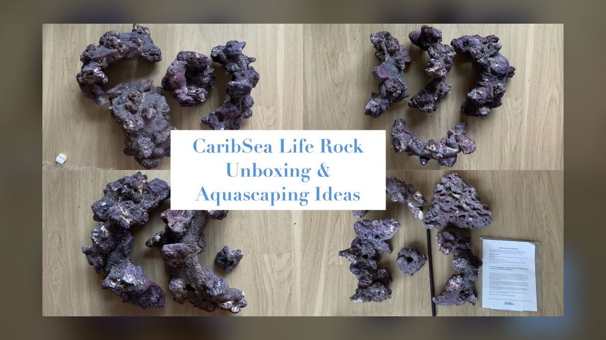 Top 10 live rock alternatives 2027 — figure 8
