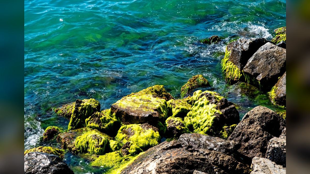 Top 10 marine algae control 2027 — figure 1