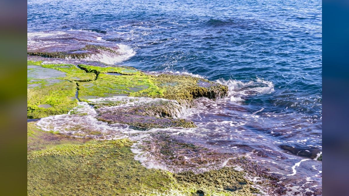 Top 10 marine algae control 2027 — figure 2