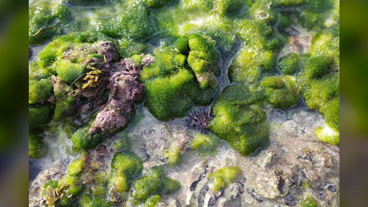 Top 10 marine algae control 2027 — figure 3