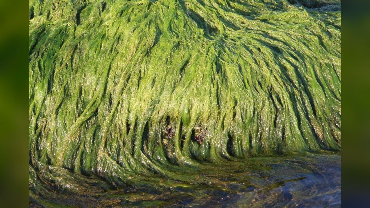 Top 10 marine algae control 2027 — figure 6