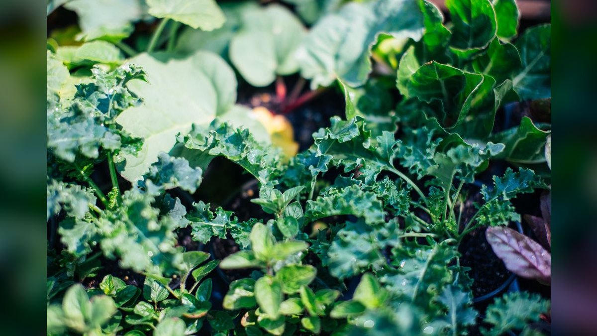 Top 10 iron supplements for plants 2027 — figure 5