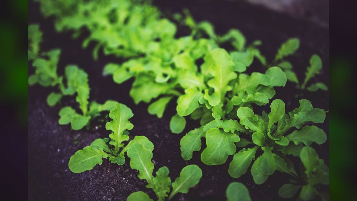 Top 10 iron supplements for plants 2027 — figure 6