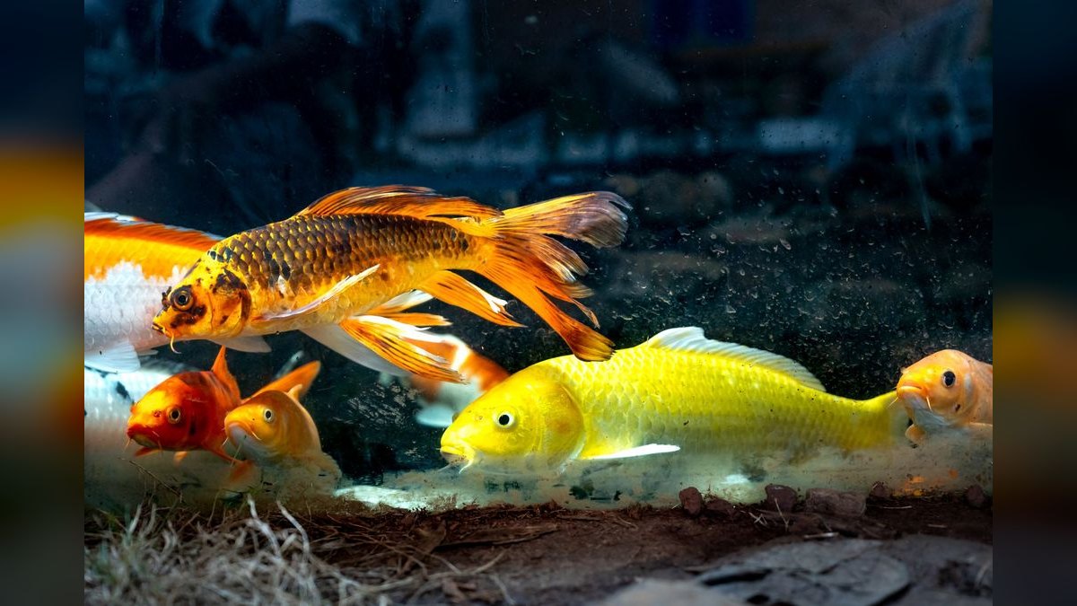 Top 10 aquarium heater wattage 2027 — figure 1