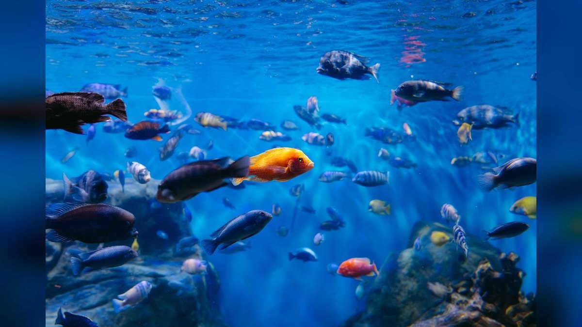 Top 10 aquarium heater wattage 2027
