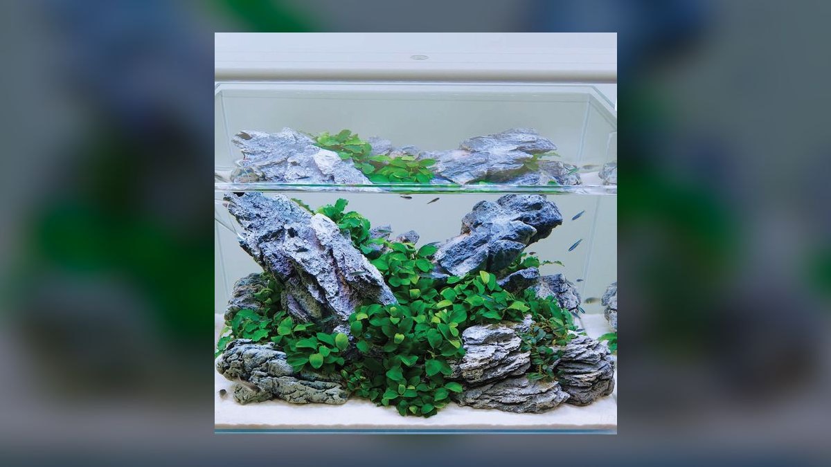 Top 10 safe aquarium rocks 2027 — figure 6