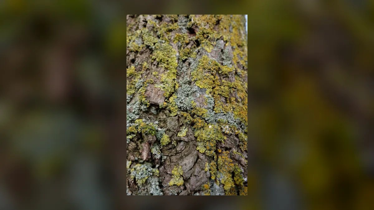 Top 10 aquarium moss varieties 2027 — figure 10