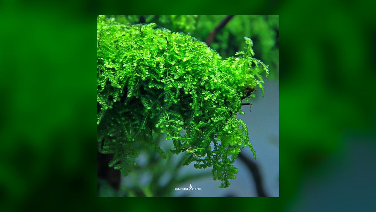 Top 10 aquarium moss varieties 2027 — figure 3