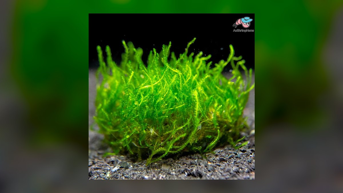 Top 10 aquarium moss varieties 2027 — figure 4