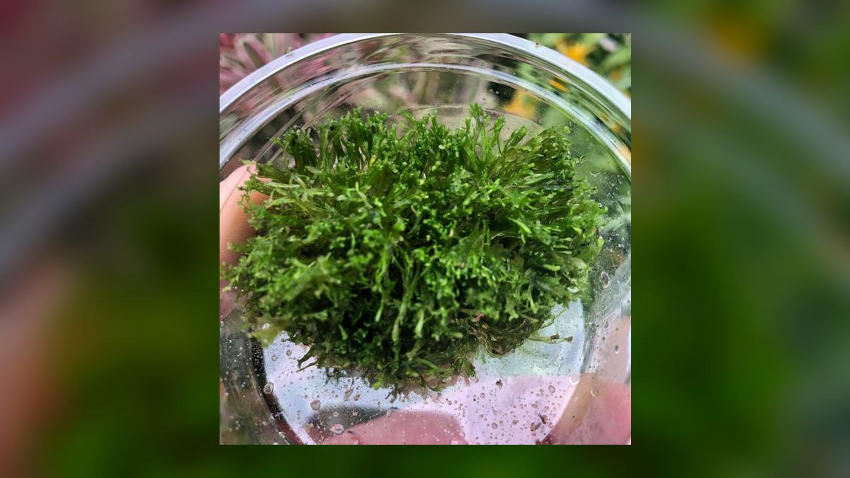 Top 10 aquarium moss varieties 2027 — figure 5