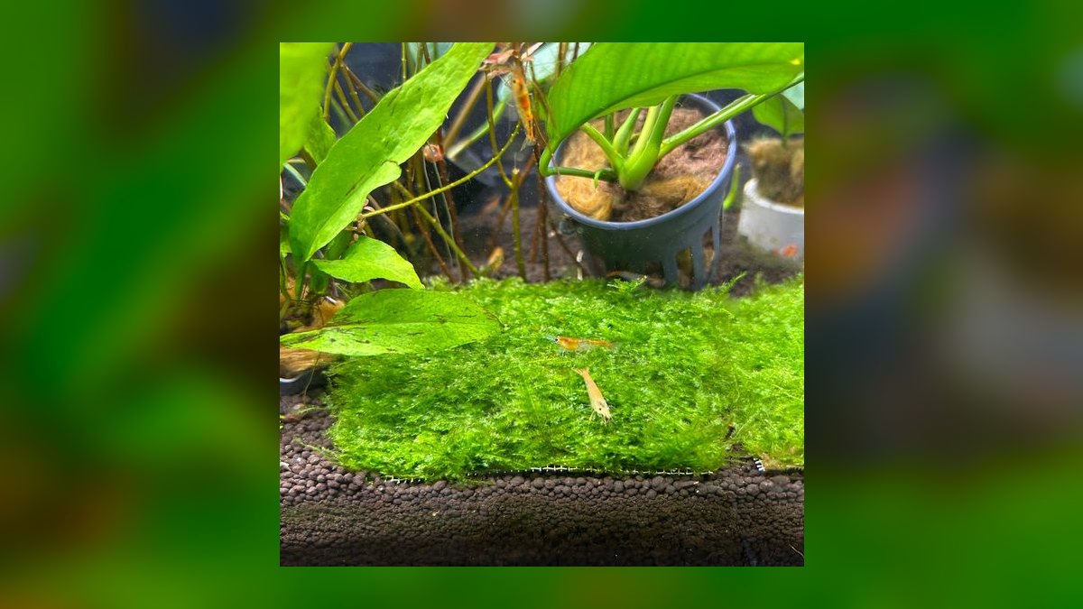 Top 10 aquarium moss varieties 2027 — figure 6