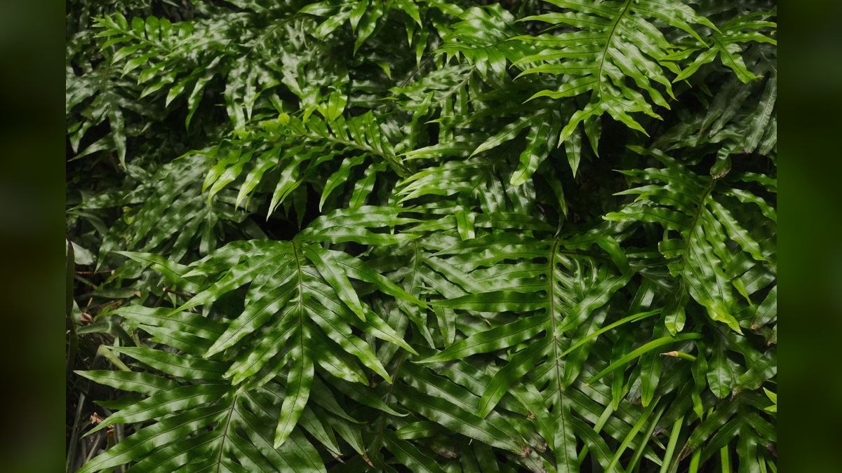 Top 10 fern species for tanks 2027 — figure 1