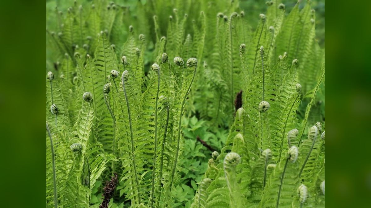 Top 10 fern species for tanks 2027 — figure 2