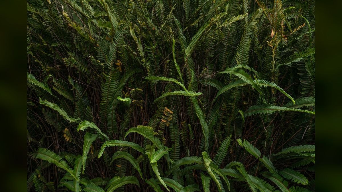 Top 10 fern species for tanks 2027 — figure 3