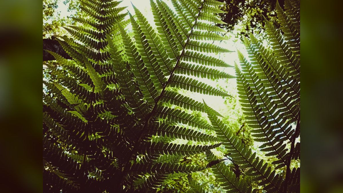 Top 10 fern species for tanks 2027 — figure 4