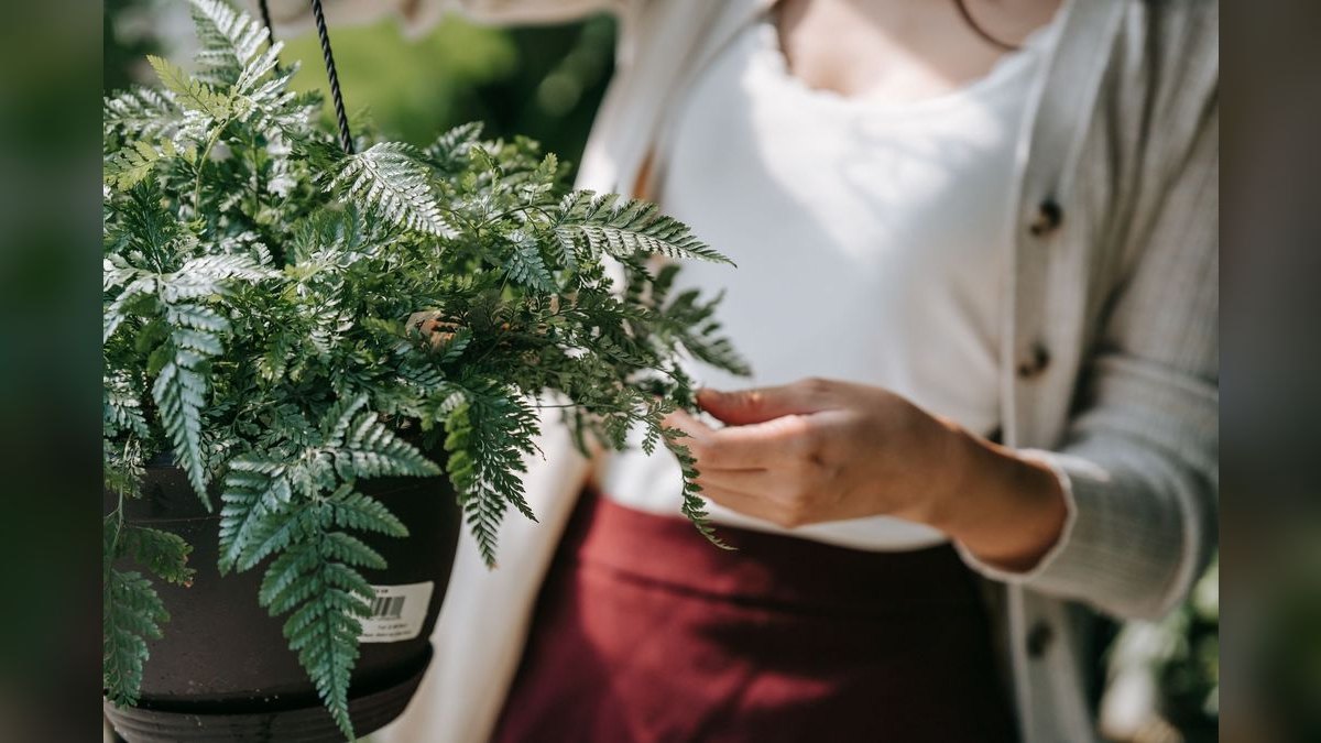 Top 10 fern species for tanks 2027 — figure 5