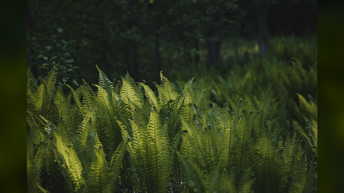 Top 10 fern species for tanks 2027 — figure 6