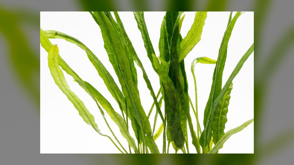 Top 10 fern species for tanks 2027 — figure 7
