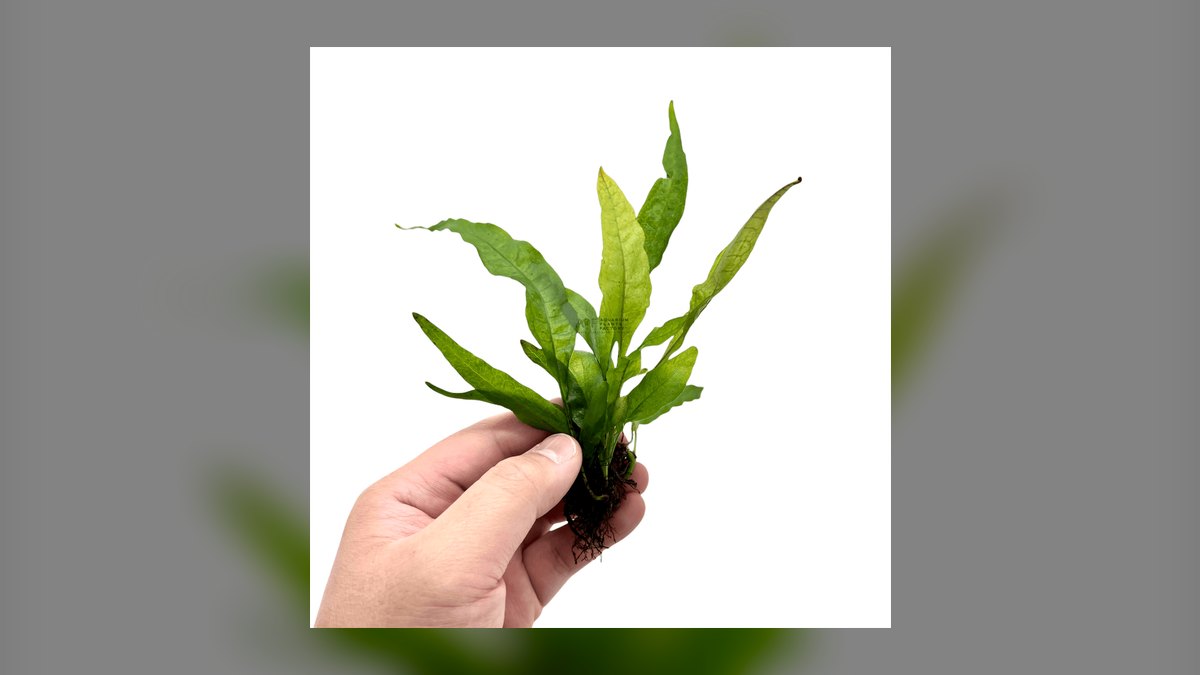Top 10 fern species for tanks 2027 — figure 8