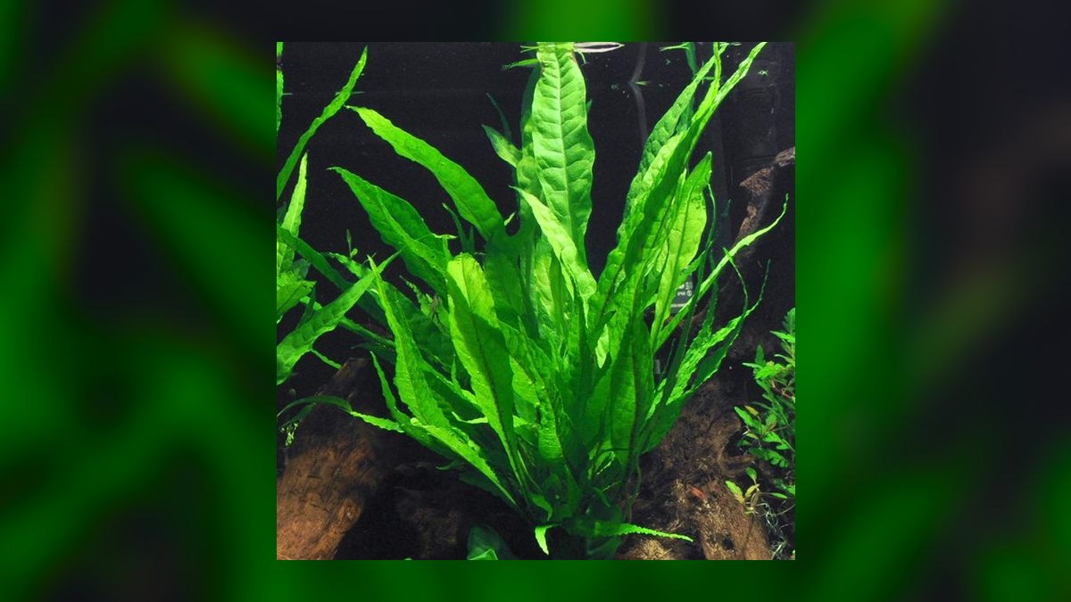 Top 10 fern species for tanks 2027 — figure 9