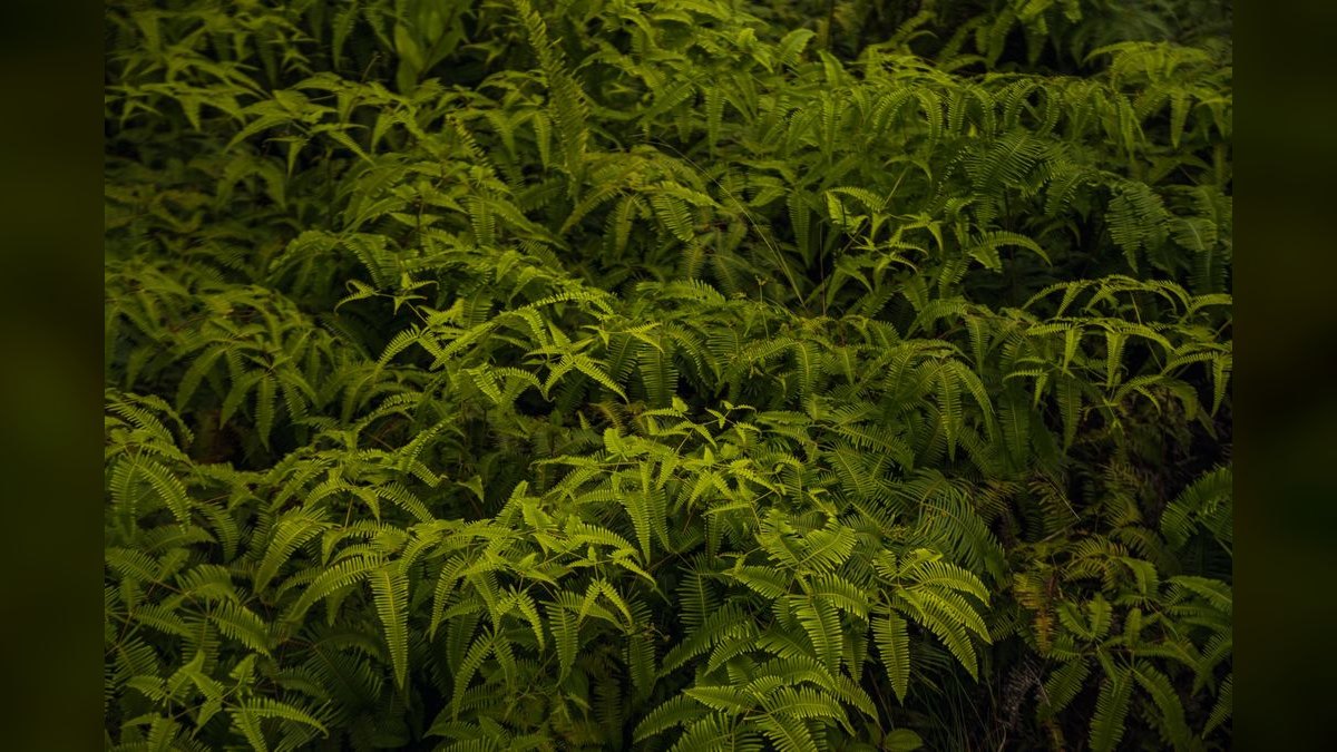 Top 10 fern species for tanks 2027