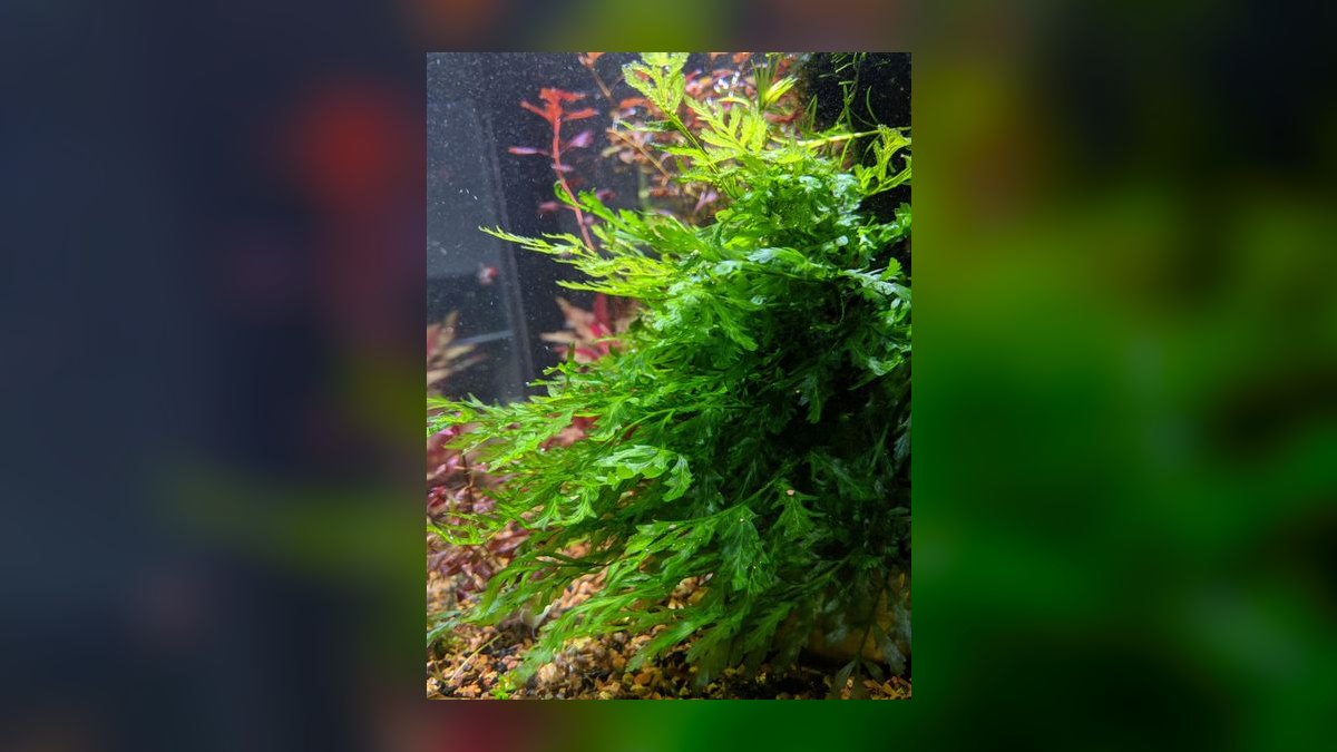 Top 10 fern species for tanks 2027