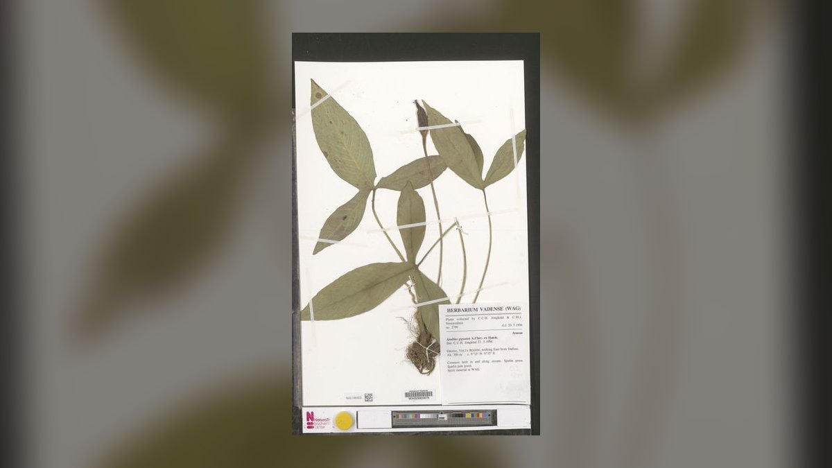 Top 10 anubias types 2027 — figure 10