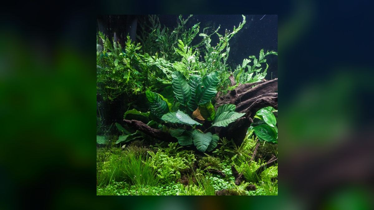 Top 10 anubias types 2027 — figure 3