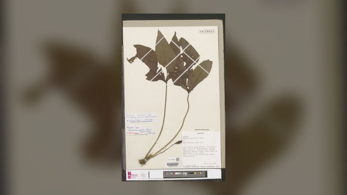 Top 10 anubias types 2027 — figure 4