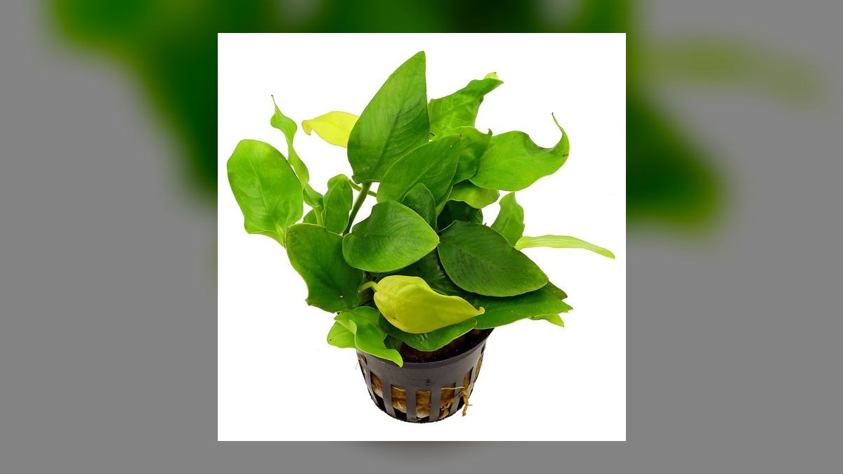 Top 10 anubias types 2027 — figure 6