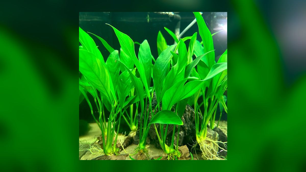 Top 10 anubias types 2027 — figure 7