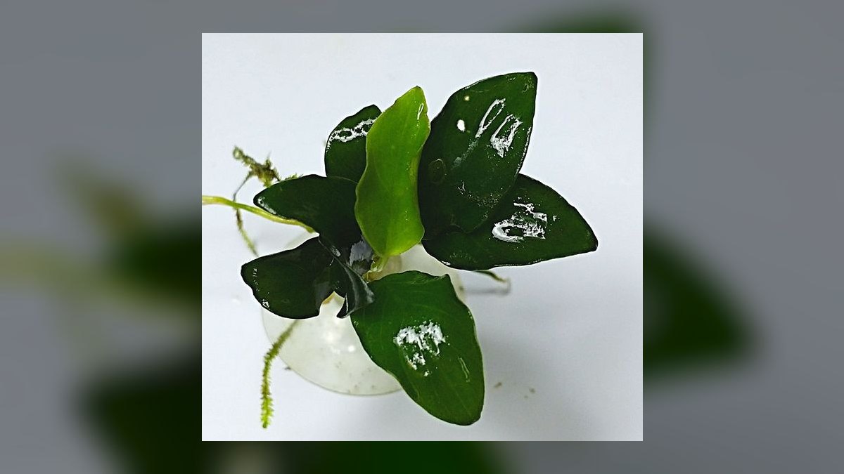 Top 10 anubias types 2027 — figure 8