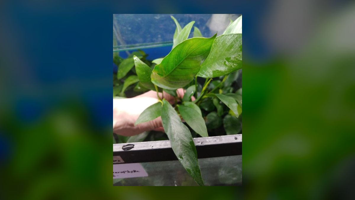 Top 10 anubias types 2027 — figure 9