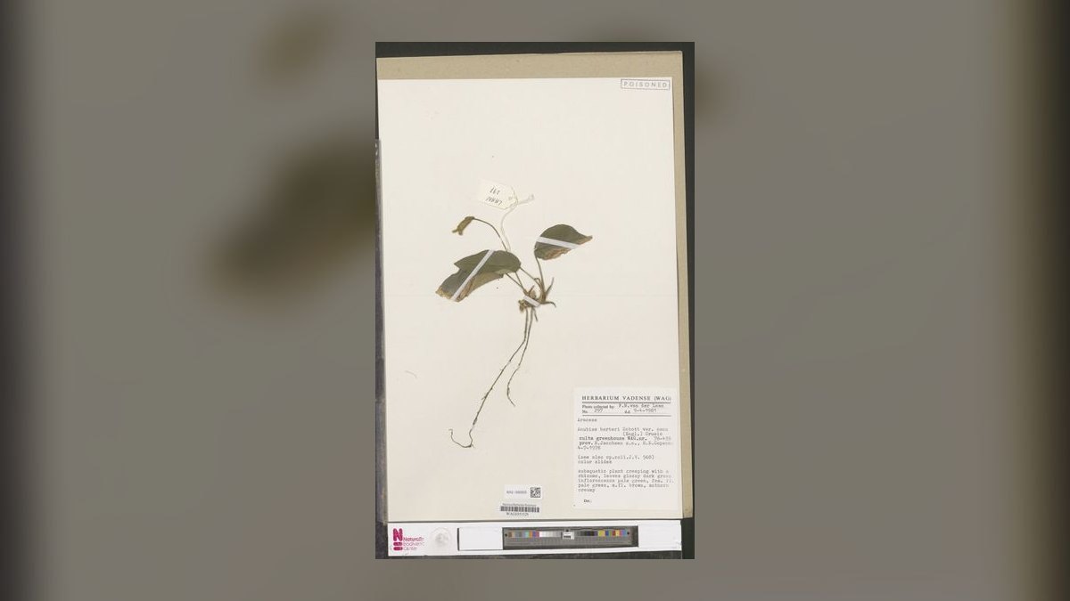 Top 10 anubias types 2027
