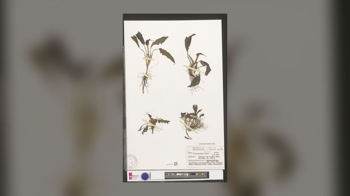 Top 10 cryptocoryne species 2027 — figure 10