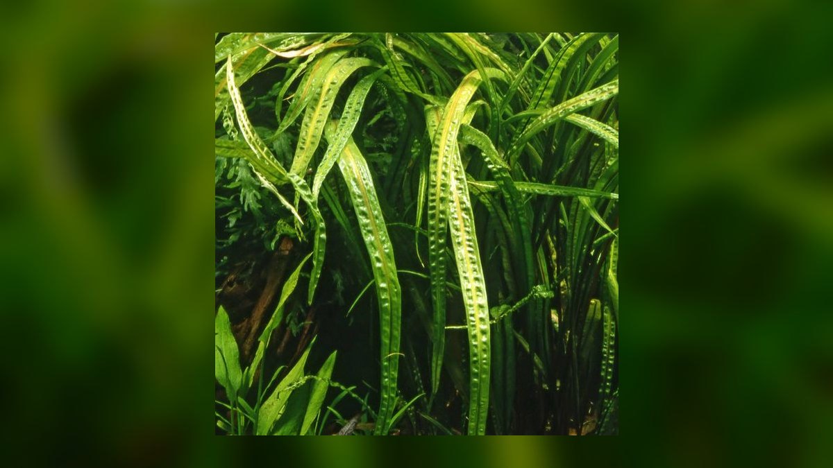 Top 10 cryptocoryne species 2027 — figure 5