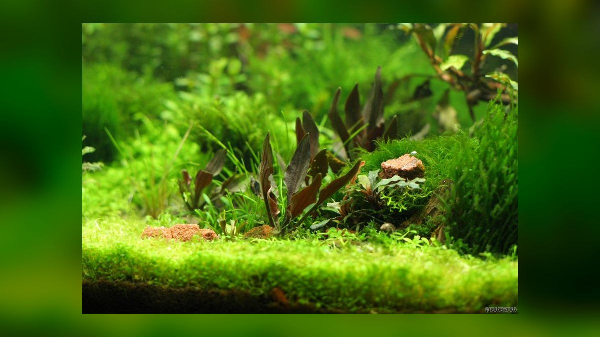 Top 10 cryptocoryne species 2027 — figure 6