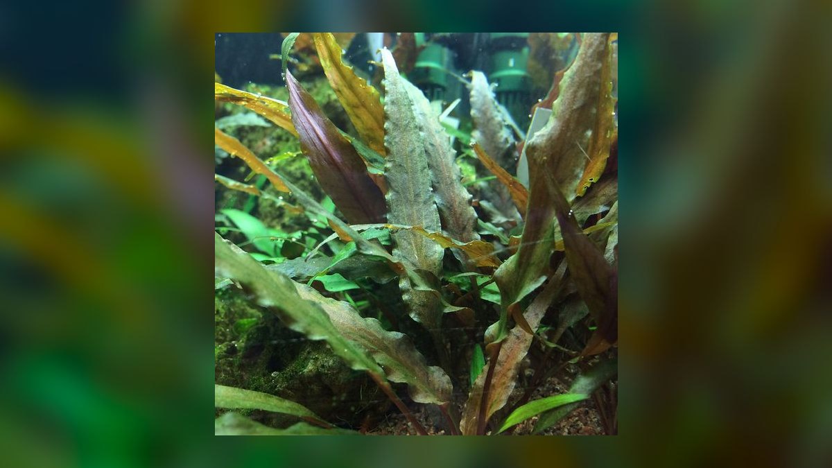 Top 10 cryptocoryne species 2027 — figure 7