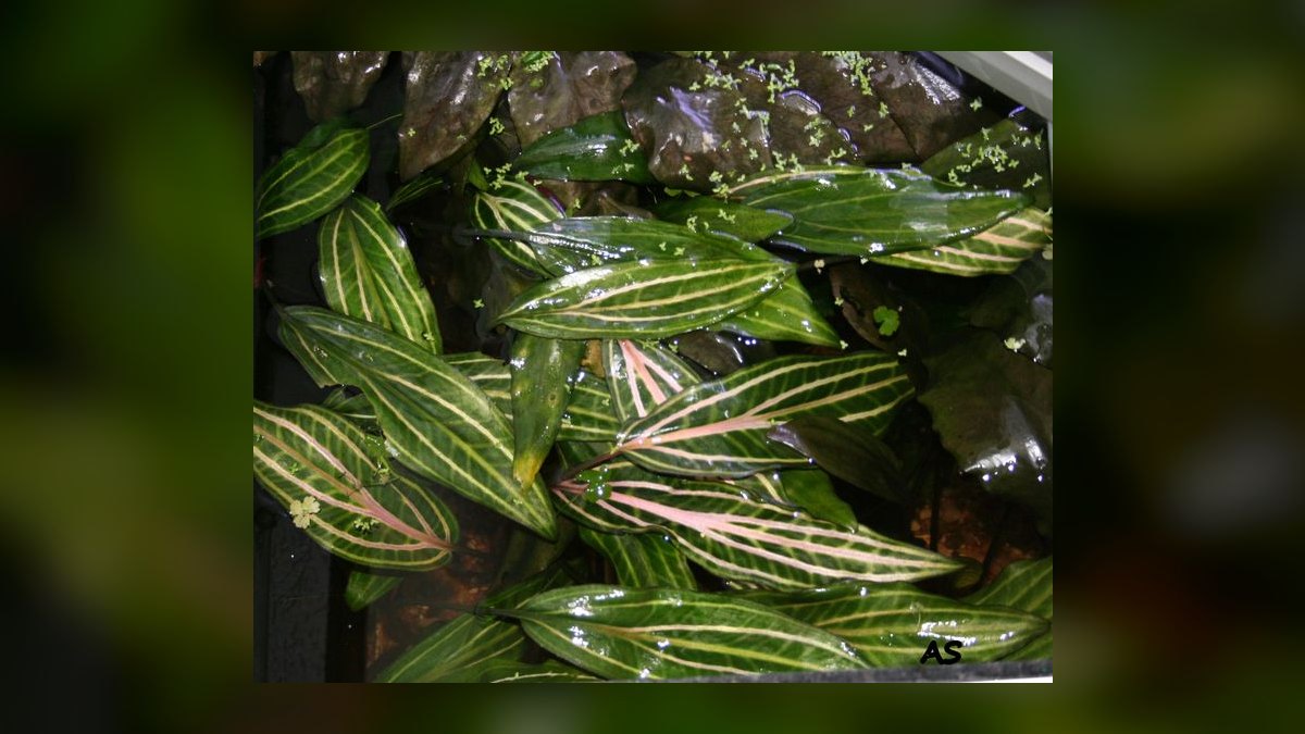 Top 10 cryptocoryne species 2027 — figure 9