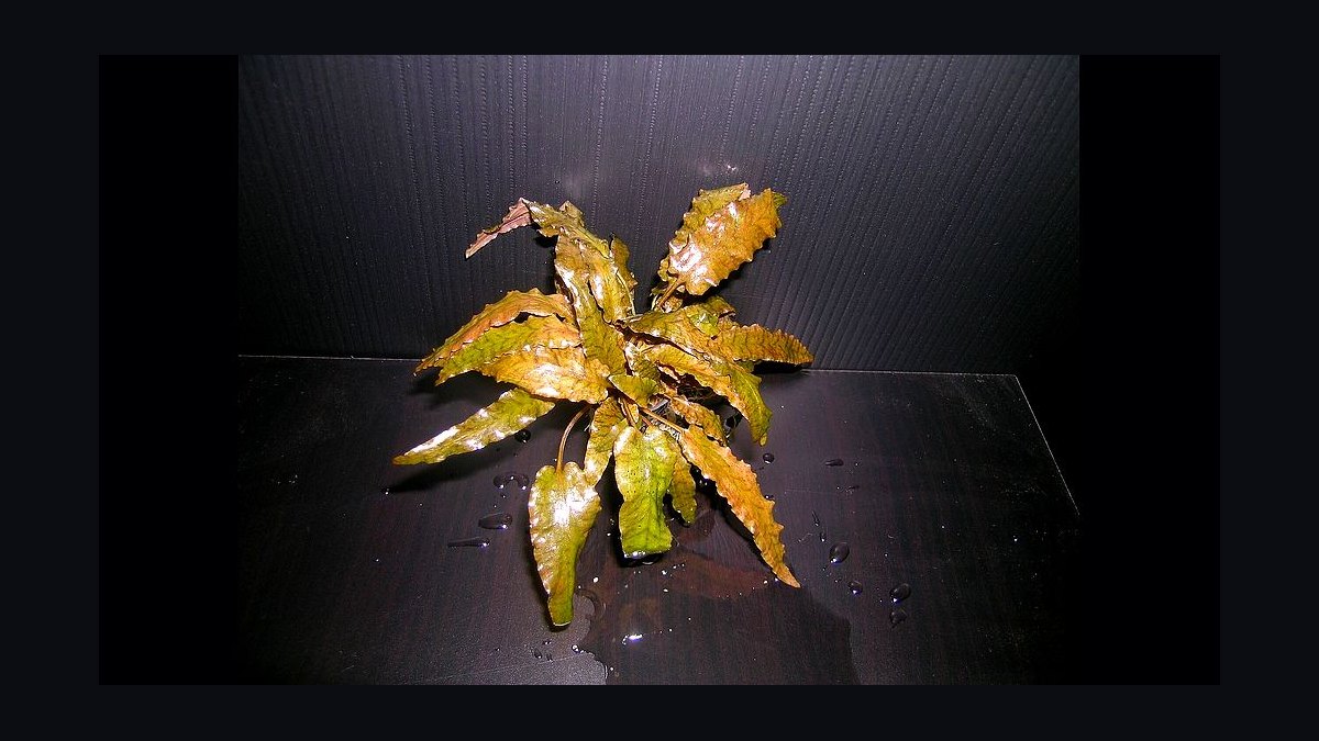 Top 10 cryptocoryne species 2027