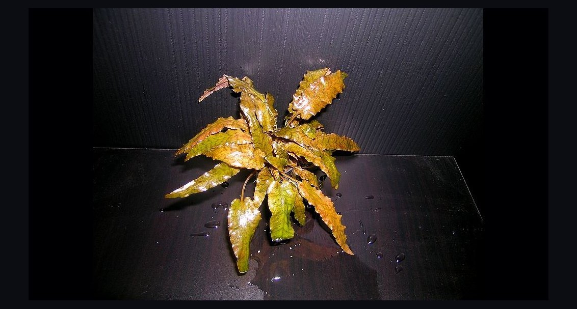Top 10 cryptocoryne species 2027