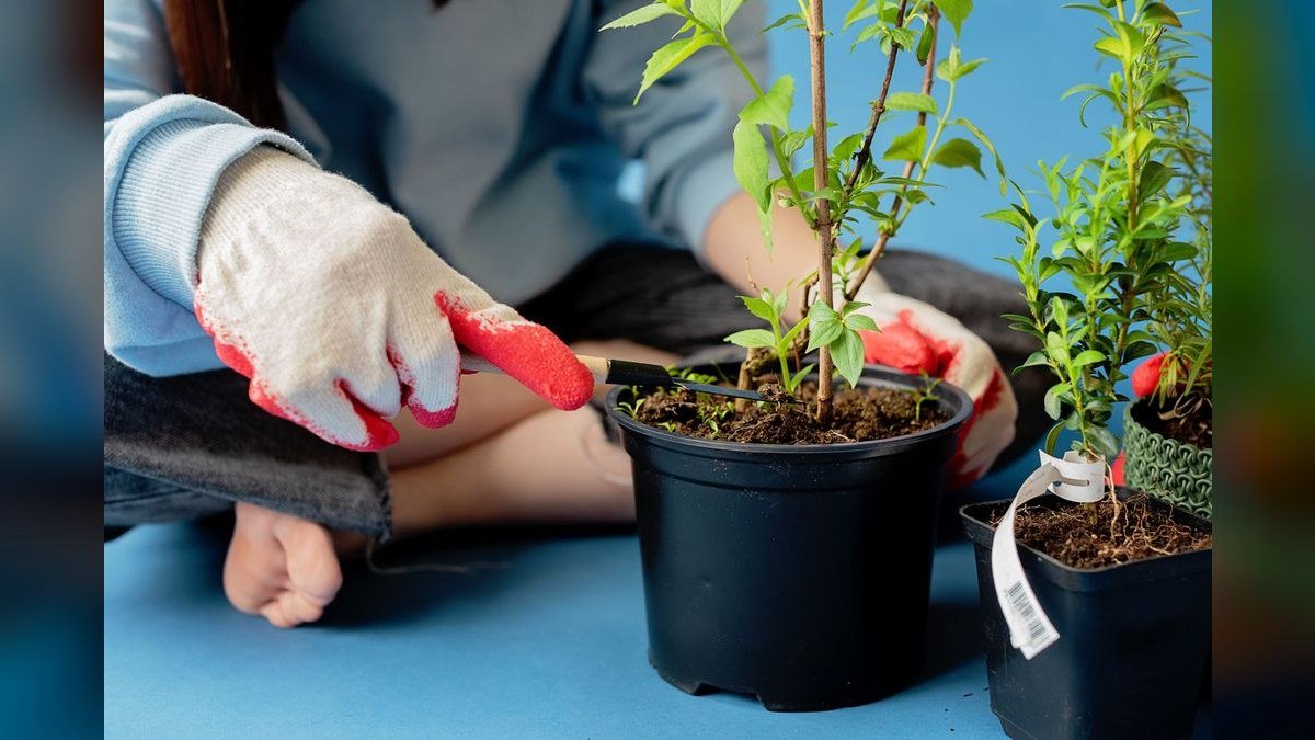 Top 10 stem plant trimming 2027