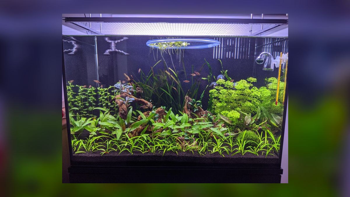Top 10 carpet plant propagation 2027 — figure 1