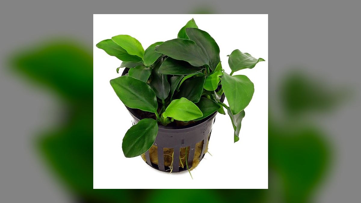 Top 10 carpet plant propagation 2027 — figure 2