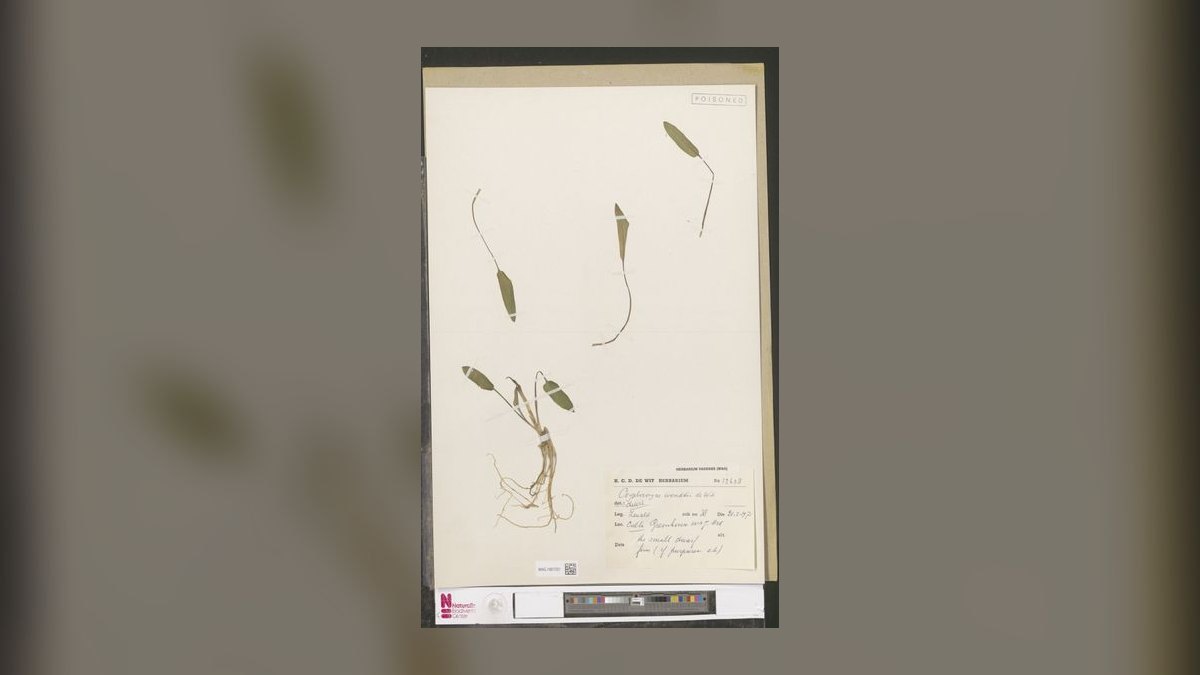 Top 10 carpet plant propagation 2027 — figure 3