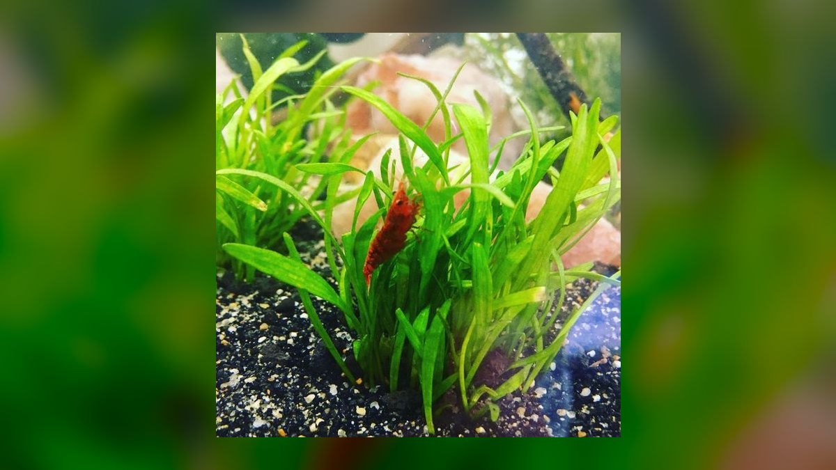 Top 10 carpet plant propagation 2027 — figure 4